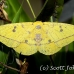 moth_ph_h_0005_cos2300.jpg